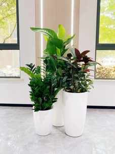 深挖杭州湾绿化养护哪家好，真相在此！